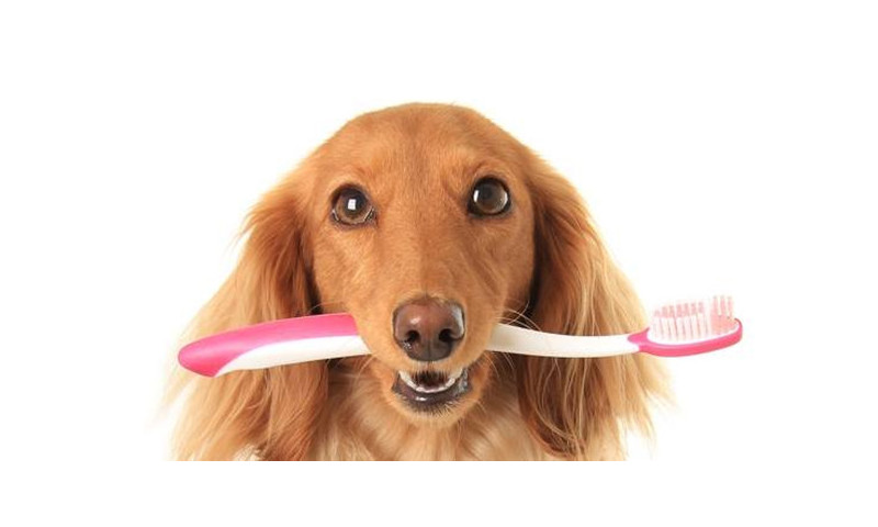 Salud dental en perros: guía completa para cuidar su higiene bucal
